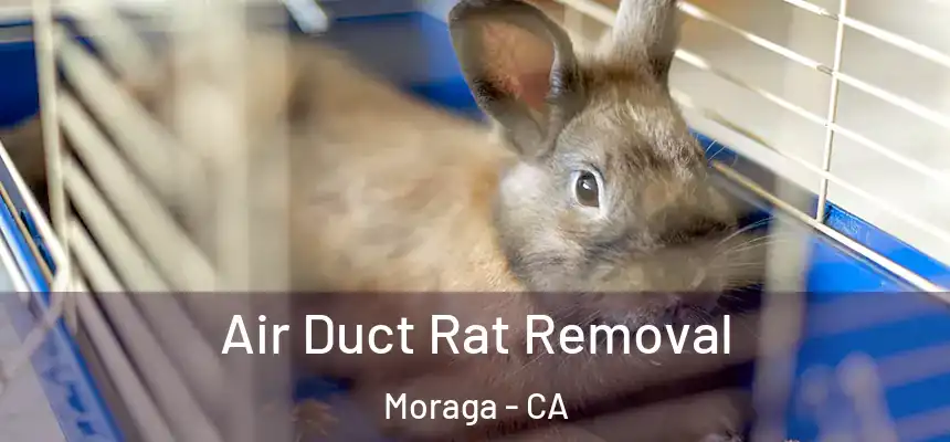  Air Duct Rat Removal Moraga - CA