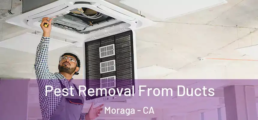 Pest Removal From Ducts Moraga - CA